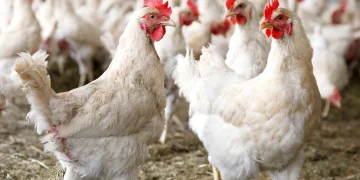 Beyond Crude Protein – Rethinking the Nutrition Bundle for Improved Animal Performance