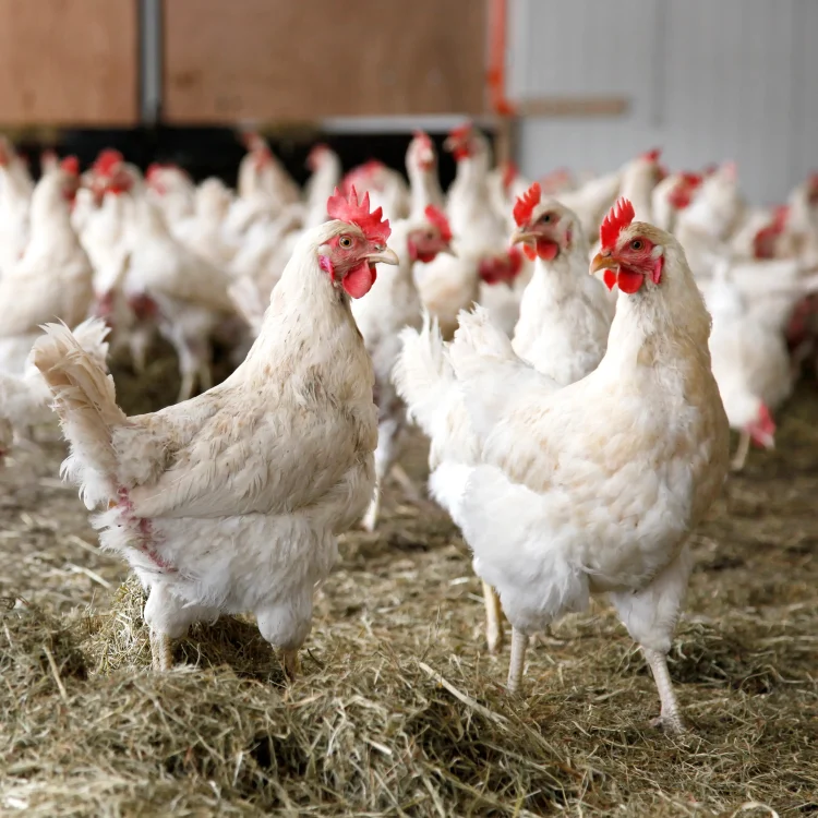 Beyond Crude Protein – Rethinking the Nutrition Bundle for Improved Animal Performance