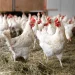 Beyond Crude Protein – Rethinking the Nutrition Bundle for Improved Animal Performance