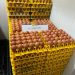 WMU Targets Expansion to Become Southeast Asia’s Largest Cage-Free Egg Producer