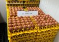 Gradual Expansion Positions WMU to Become Southeast Asia’s Largest Cage-Free Egg Producer