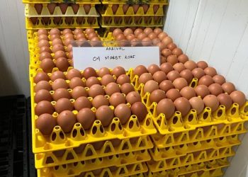 Gradual Expansion Positions WMU to Become Southeast Asia’s Largest Cage-Free Egg Producer