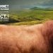 SOMMET DE L’ÉLEVAGE 2026 : The international showcase for tomorrow’s livestock farming