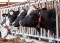 New SEGES trial confirms strong results for FreshFoss Premium