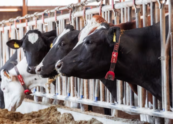 New SEGES trial confirms strong results for FreshFoss Premium