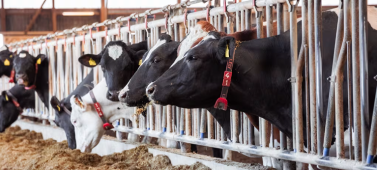 New SEGES trial confirms strong results for FreshFoss Premium