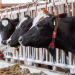 New SEGES trial confirms strong results for FreshFoss Premium