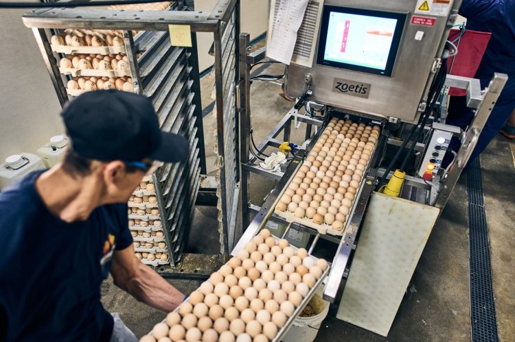 Inside Modern Hatcheries: Why People Still Power Performance