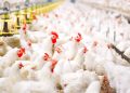 Why Timing Matters in Omega-3 Feeding:  Biological Improvements Through to Food Enrichment