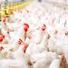 Why Timing Matters in Omega-3 Feeding: Biological Improvements Through to Food Enrichment
