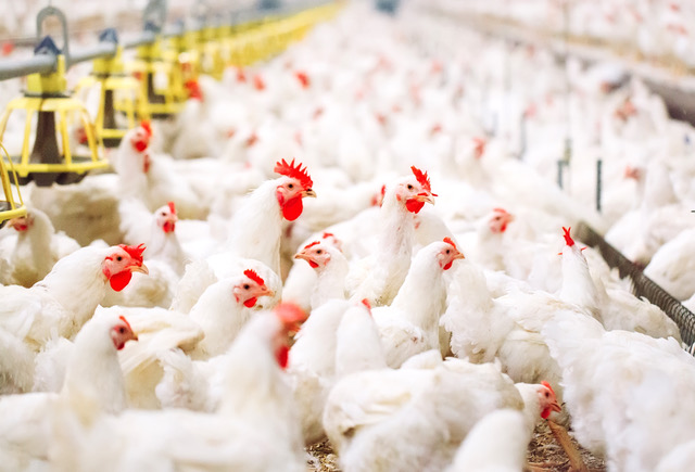 Why Timing Matters in Omega-3 Feeding: Biological Improvements Through to Food Enrichment