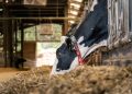 Feeding cows for maximum milk production