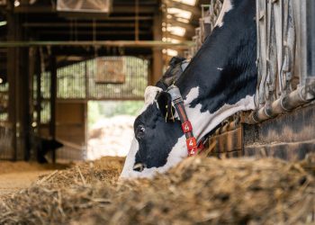 Feeding cows for maximum milk production