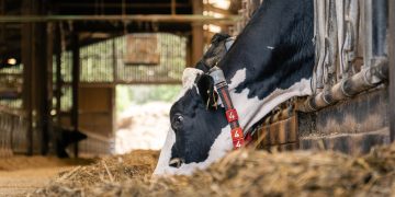 Feeding cows for maximum milk production