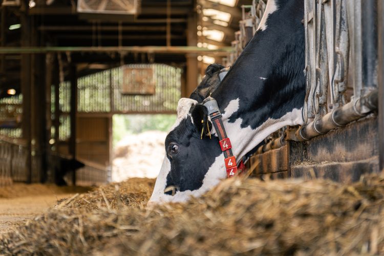 Feeding cows for maximum milk production