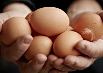 Visit Vilofoss at EuroTier 2026: Practical solutions for modern livestock production