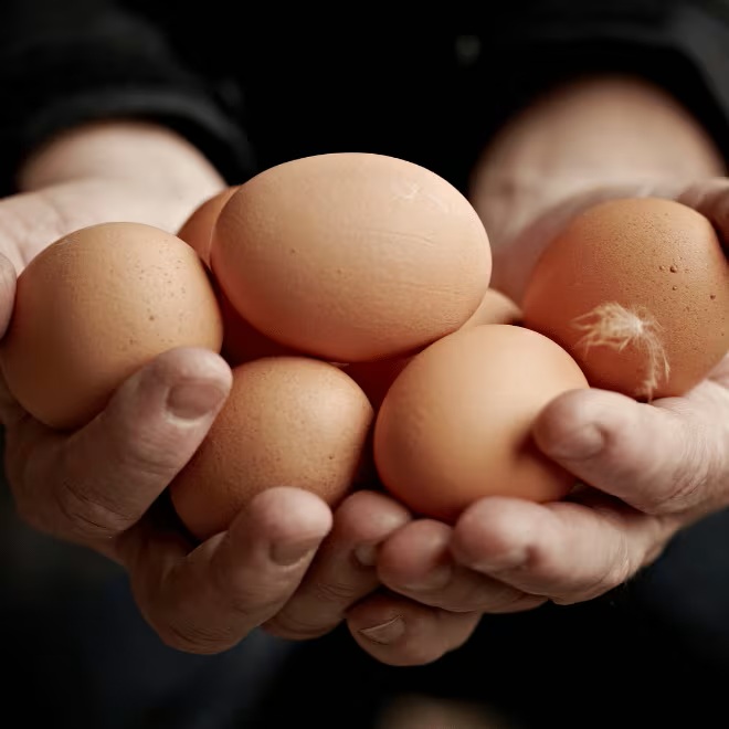 Visit Vilofoss at EuroTier 2026: Practical solutions for modern livestock production
